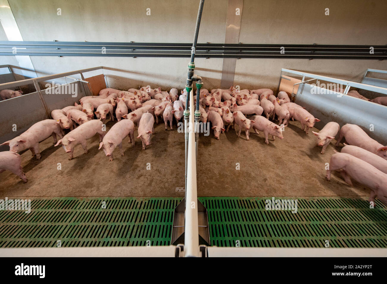 Schweine, die aus sechs Wochen alt in Ihrem Wohnbereich auf einer Schweinefarm. Stockfoto