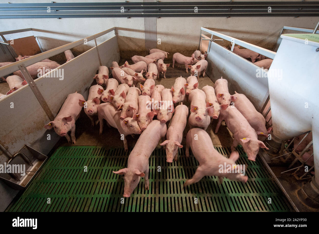 Schweine, die aus sechs Wochen alt in Ihrem Wohnbereich auf einer Schweinefarm. Stockfoto