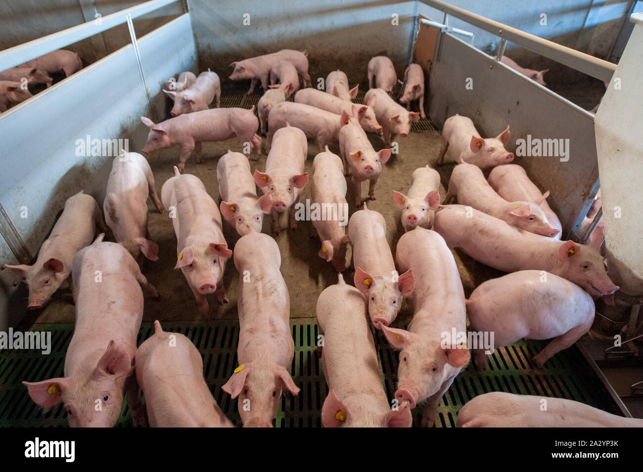 Schweine, die aus sechs Wochen alt in Ihrem Wohnbereich auf einer Schweinefarm. Stockfoto