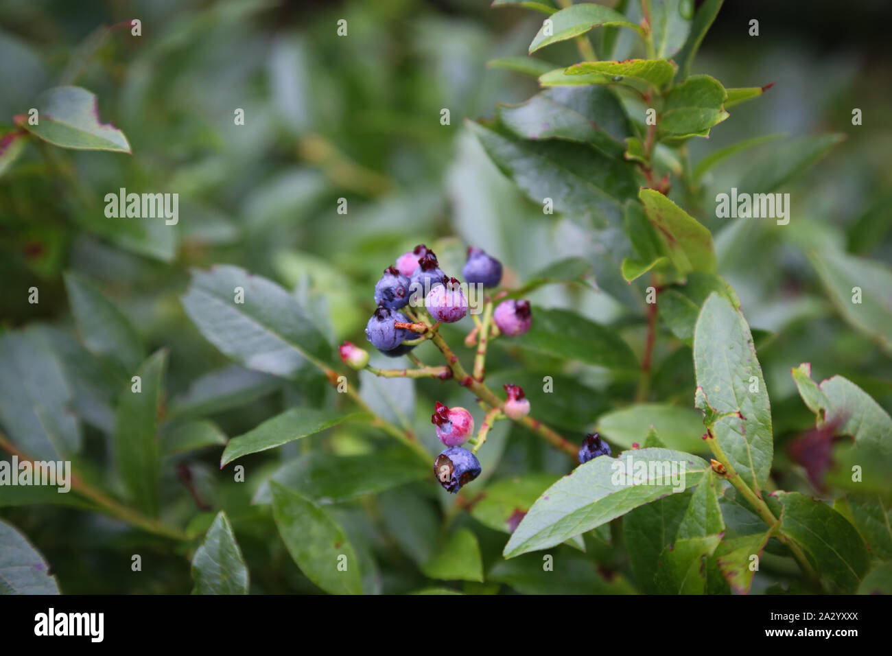 Wild Blueberry Bush mit ein paar reife Beeren Stockfoto