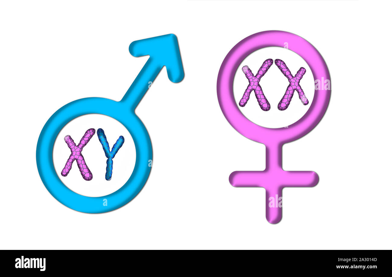 Farbgrafiken mit weißem Hintergrund, Rosa weibliches Symbol, und blau männlich Symbol mit X- und Y-Chromosomen Stockfoto