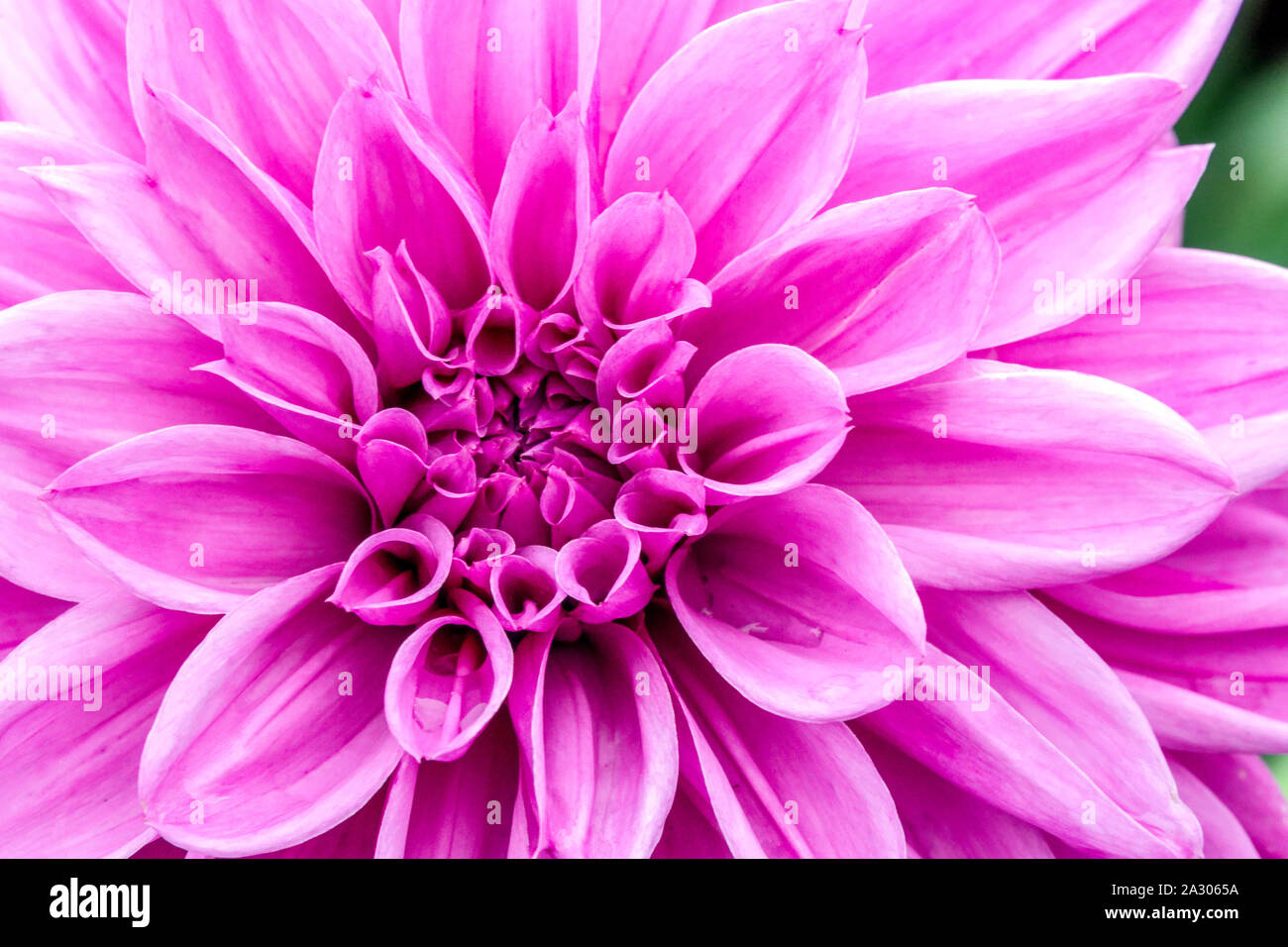 Rosa Dahlie Nahaufnahme Blume Dahlie Blume 'Lilac Time' Stockfoto