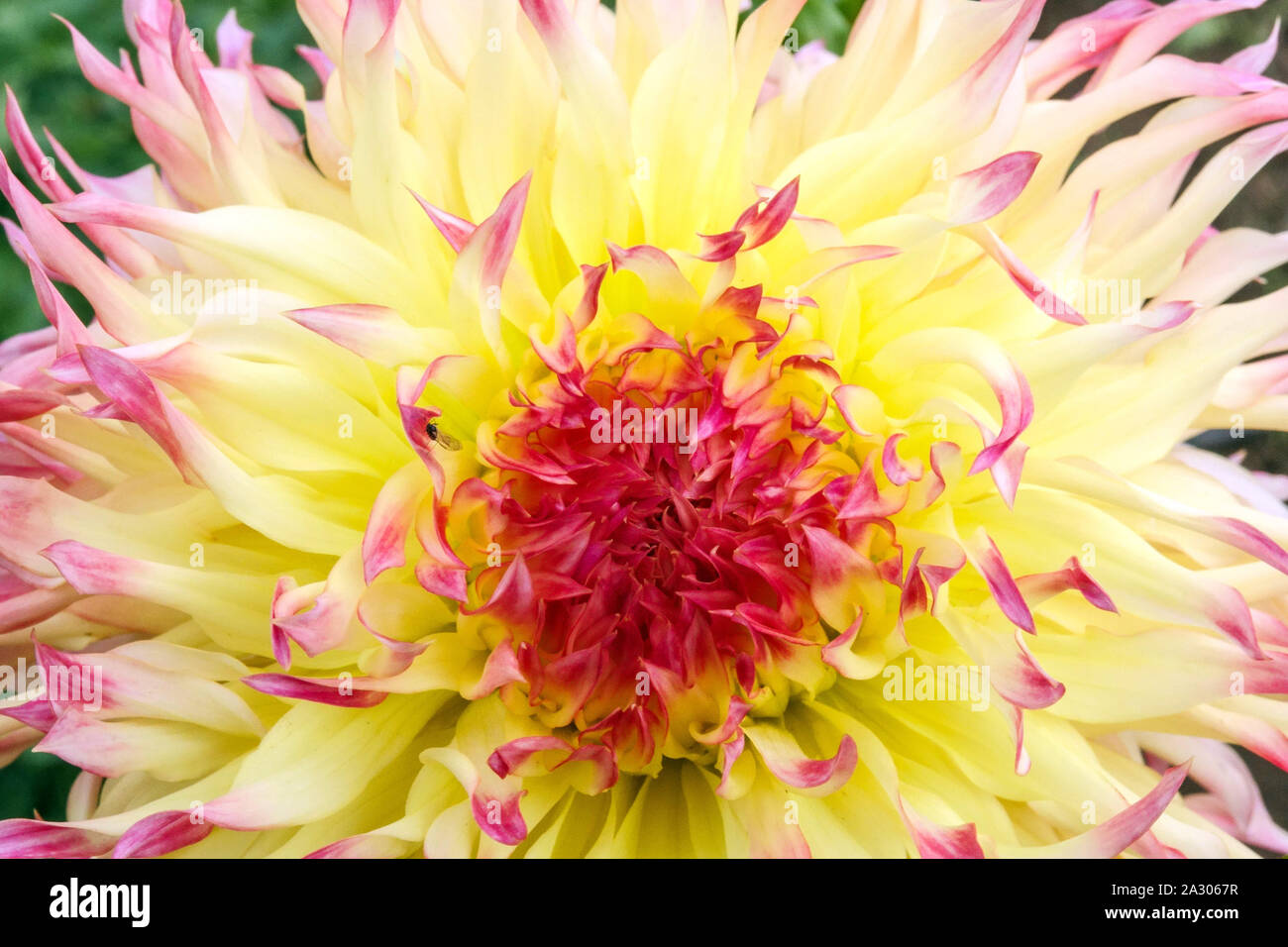 Gelbe Dahlia Nahaufnahme Blume Dahlia Blume 'haPET Perfect' Dahlia Pastellblume Stockfoto