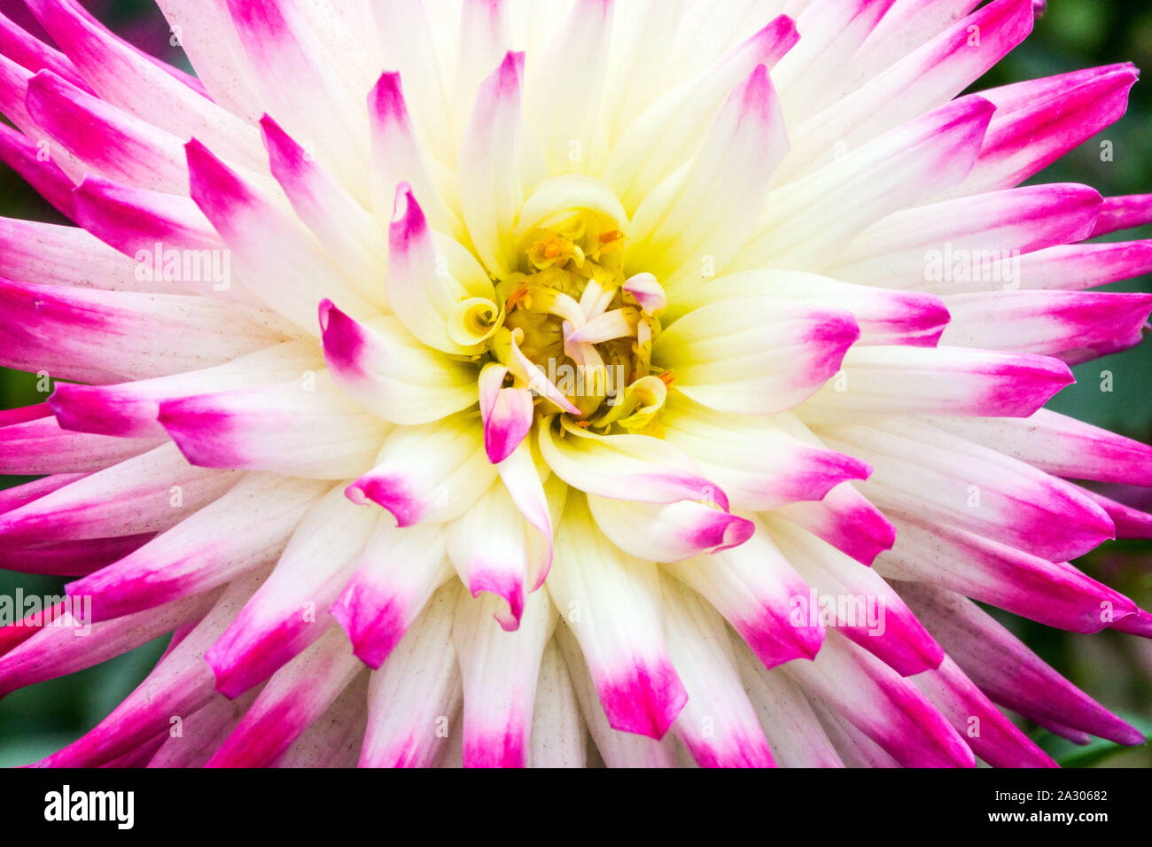 Erröten rosa Dahlien Nahaufnahme Blume Dahlien Blume 'Haylay Jane' Stockfoto