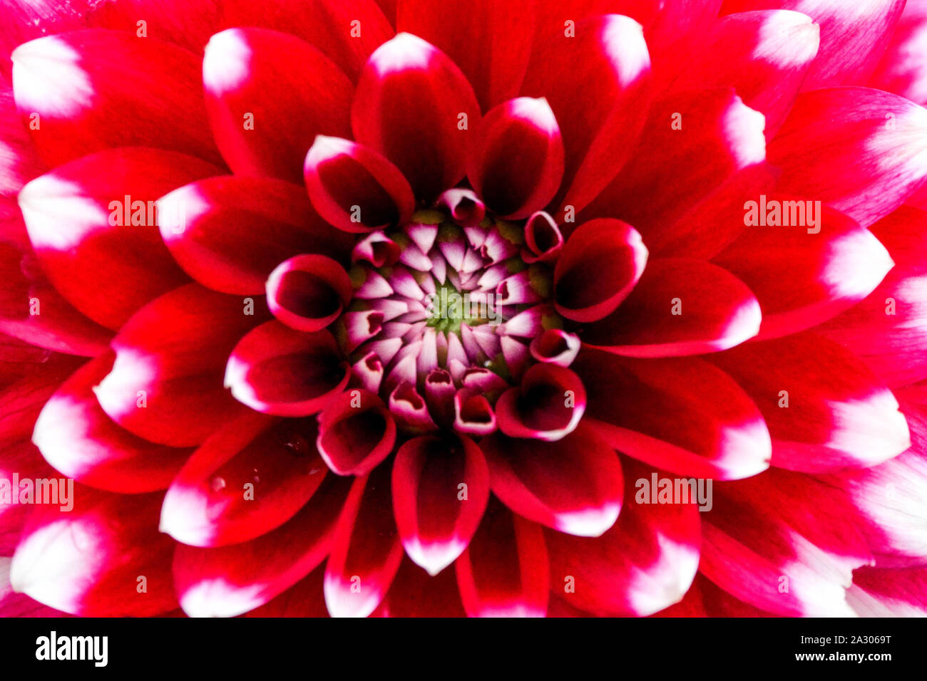 Rote Dahlia Karma 'Yin Yang' Nahaufnahme Blume Dahlia Blume Stockfoto
