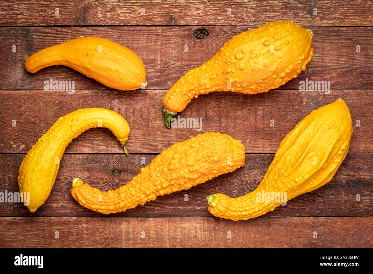 Zierpflanzen Kürbis über rustikale Scheune verwittertes Holz - Herbstferien oder Harvest Konzept Stockfoto