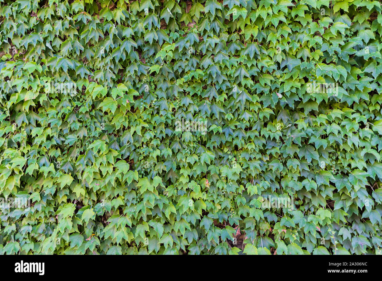 Hintergrund der Dicke grüne Blätter. Horizontale Ausrichtung Stockfoto