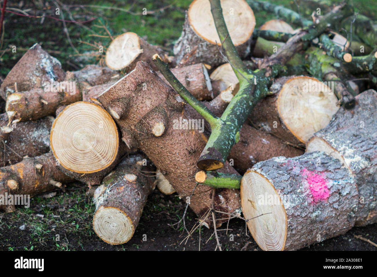 Holz schneiden im Frühjahr Stockfoto