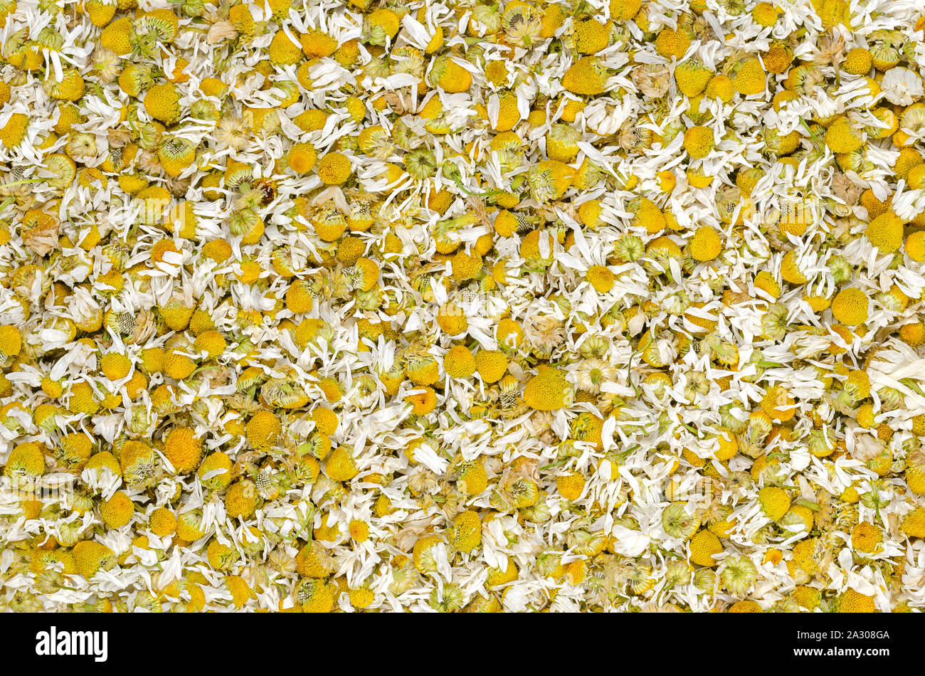 Getrocknete Kamille Blüten, Hintergrund. Kamille Tee, die Blumen der Matricaria Chamomilla, für Kräutertees und in der traditionellen Medizin verwendet. Stockfoto