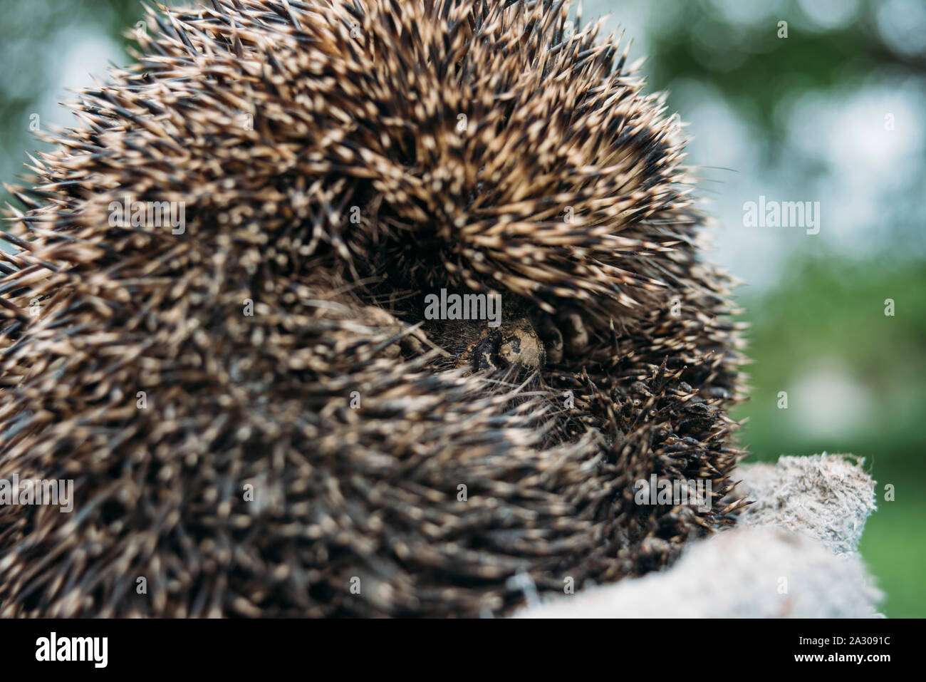 Europäische Wald Igel zusammengerollt in einer Kugel Stockfoto