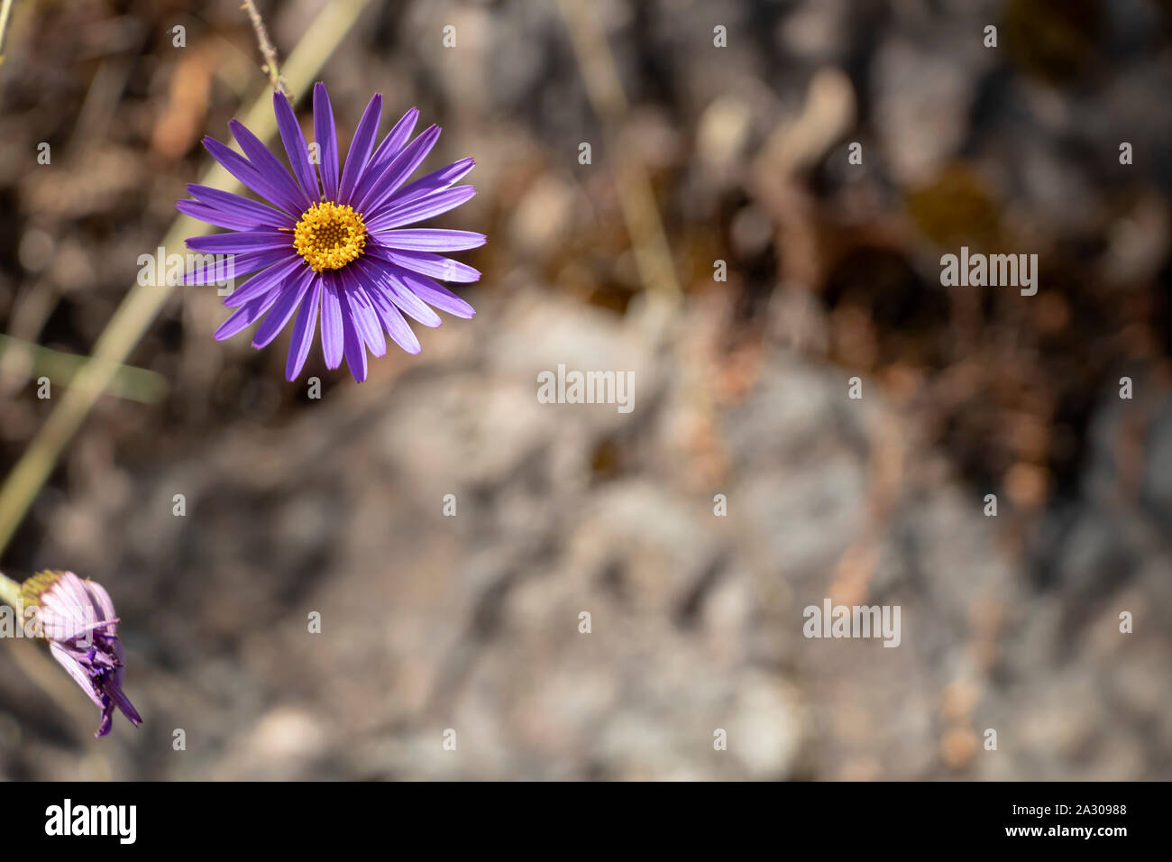 Lila Aster Blume auf der Oberseite mit unscharfen Hintergrund und kopieren Sie Speicherplatz frei ist. Natürliche blumen Postkarte Muster mit Bokeh Stockfoto
