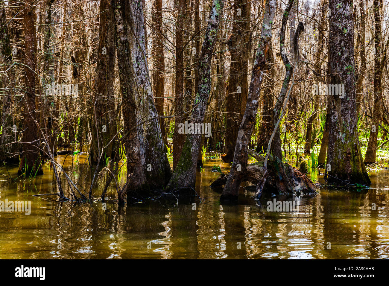 Basis von Zypressen Stämme von den Sümpfen in der Nähe von New Orleans, Louisiana im Herbst Saison steigen. Stockfoto