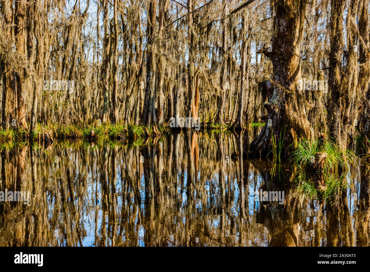 Cypress Tree trunks und ihr Wasser Reflexionen in den Sümpfen in der Nähe von New Orleans, Louisiana im Herbst Saison. Stockfoto