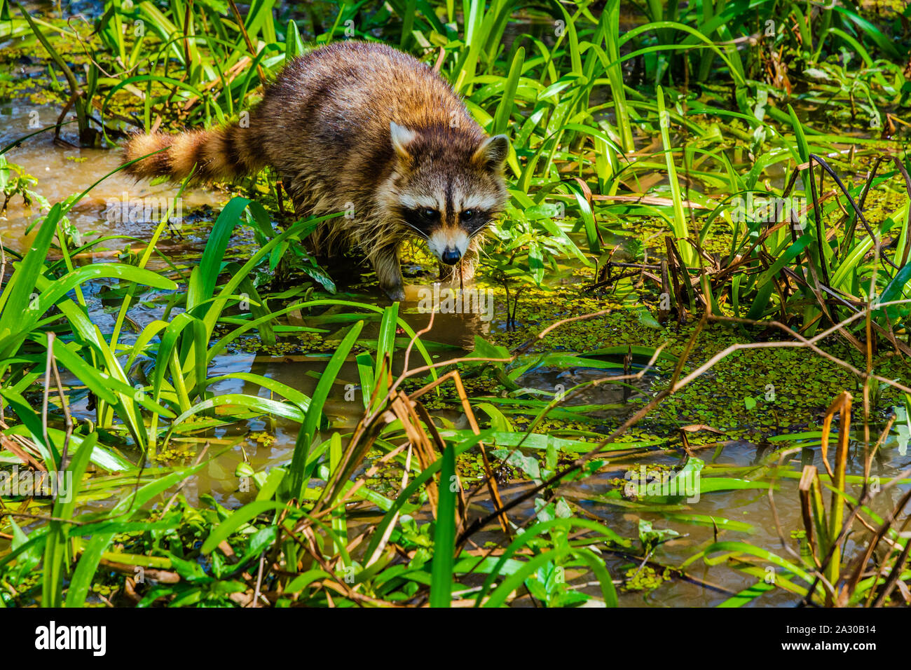 Waschbär (procyon Lotor) auf der Suche nach der Nahrung innerhalb der Vegetation und Gewässer, die von den Sümpfen der Louisiana bayou Stockfoto