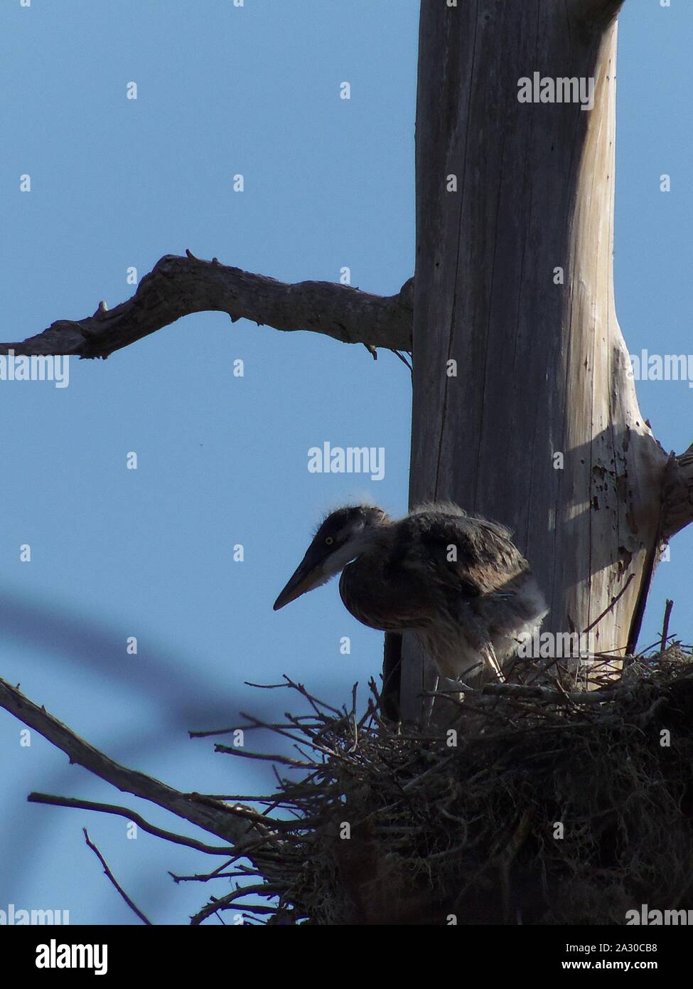 Diese wildlife Bild einer Great Blue Heron Junge war in zentralem Florida am Kreis B Bar finden in zentralem Florida genommen. Stockfoto