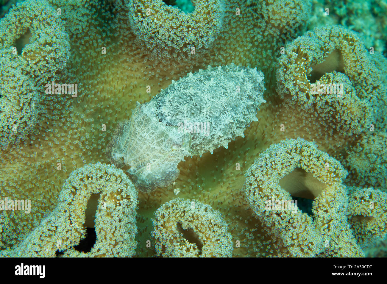 Pygmy oder Stumpy spined Tintenfisch, Sepia bandensis, versteckt in einem Leder coral Sulawesi, Indonesien. Stockfoto