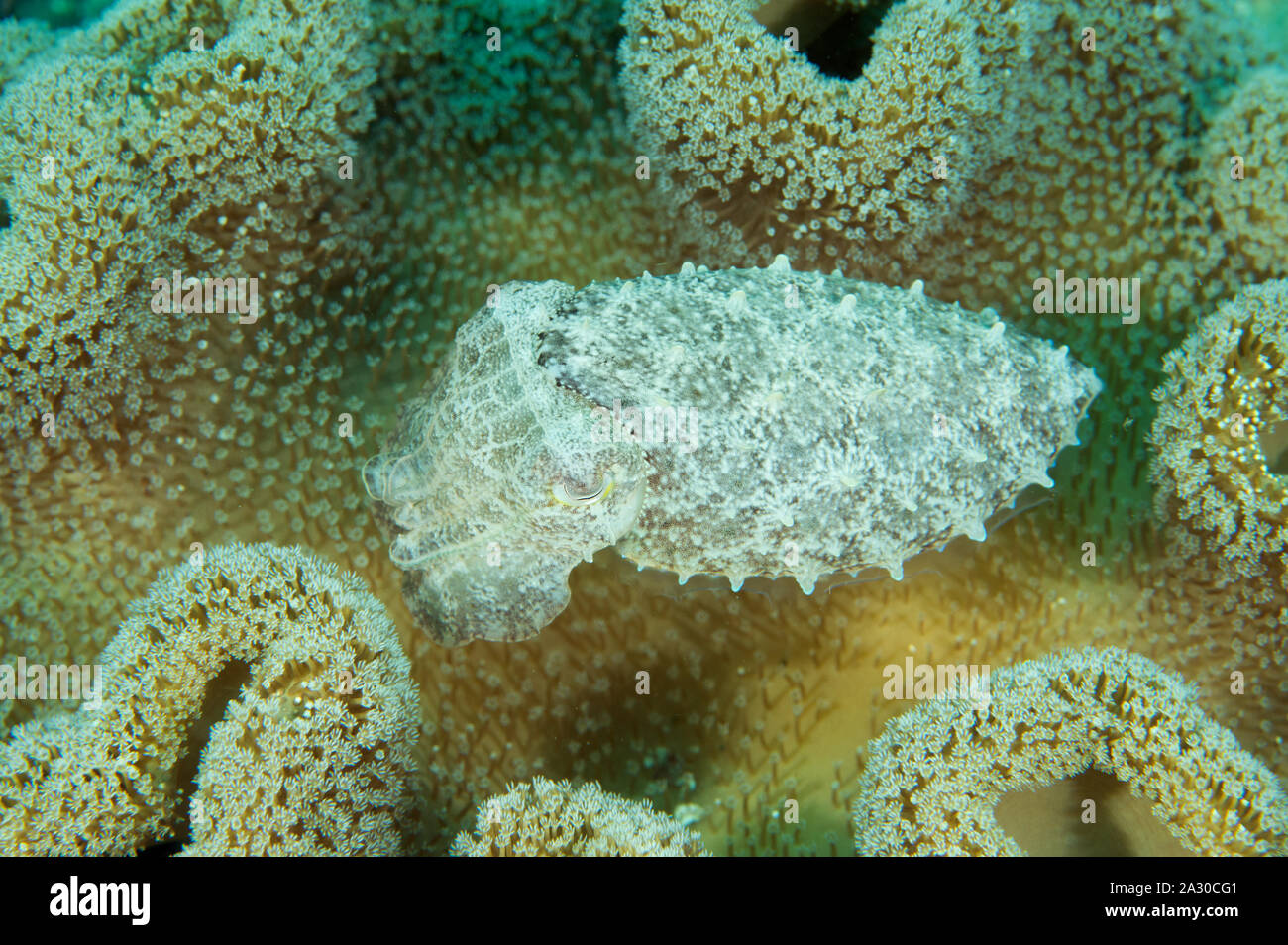 Pygmy oder Stumpy spined Tintenfisch, Sepia bandensis, versteckt in einem Leder coral Sulawesi, Indonesien. Stockfoto
