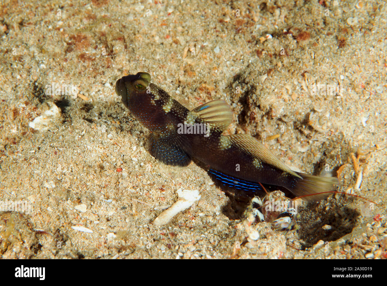 Gesperrt Shrimpgoby, Cryptocentrus fasciatus, Sulawesi Indonesien. Stockfoto