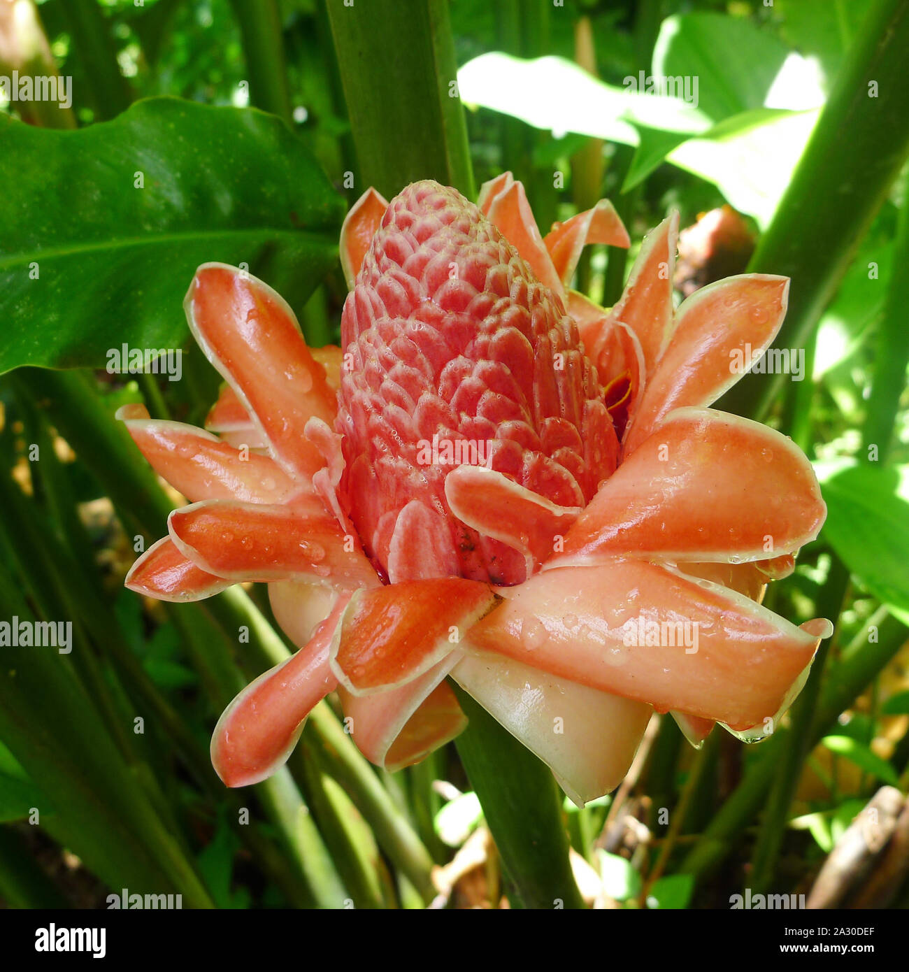 Regentropfen auf den Brenner Ingwer (Etlingera elatiorbegonie Erdbeere) Blüte. Papillote Wilderness Retreat Dominica Stockfoto