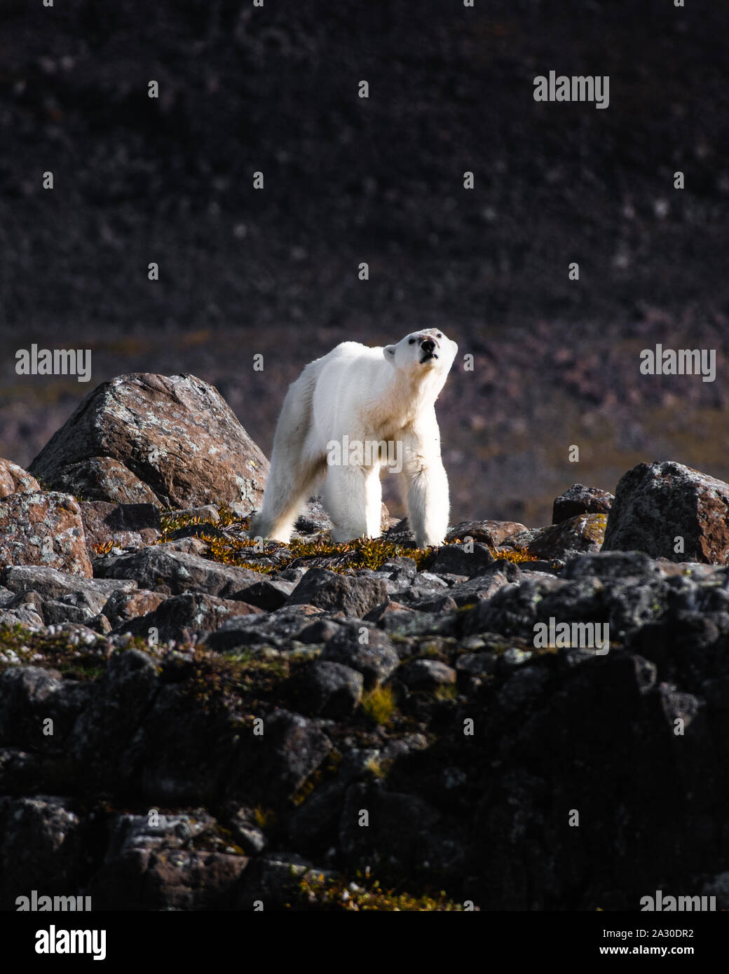 Grönland: eine gequälte Grimasse schießt über die eisbären Gesicht. HEARTBREAKING Fotos ein Ausgemergeltes Eisbären kämpfen zu stehen sind entstanden - wie Stockfoto