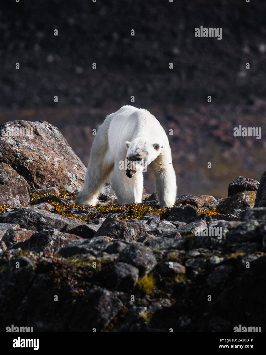 Grönland: Der Bär ist zu kämpfen und wird stark untergewichtig zu sein. HEARTBREAKING Fotos ein Ausgemergeltes Eisbären Kämpfen stehen müssen Stockfoto