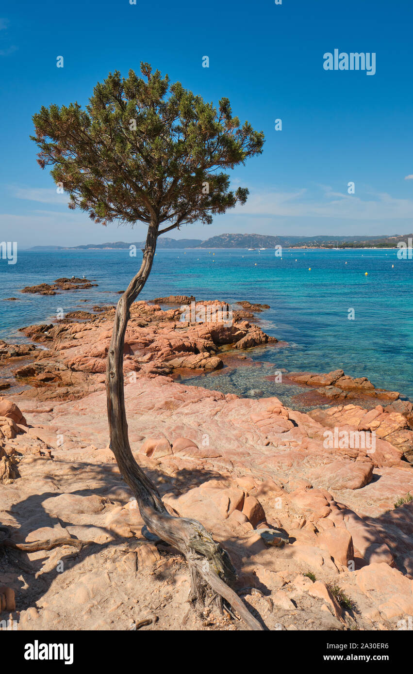 Die roten Felsen von Palombaggia Strand/Plage de Palombaggia, einem beliebten Scenic, klares Wasser, weißer Sandstrand, immergrüne Bäume im Südosten von Korsika Frankreich Stockfoto