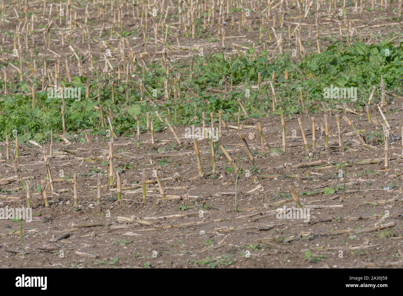 Nach der Ernte Zea mays/Mais Mais stoppeln Feld mit Reihen von cut Mais Stiele. Stockfoto