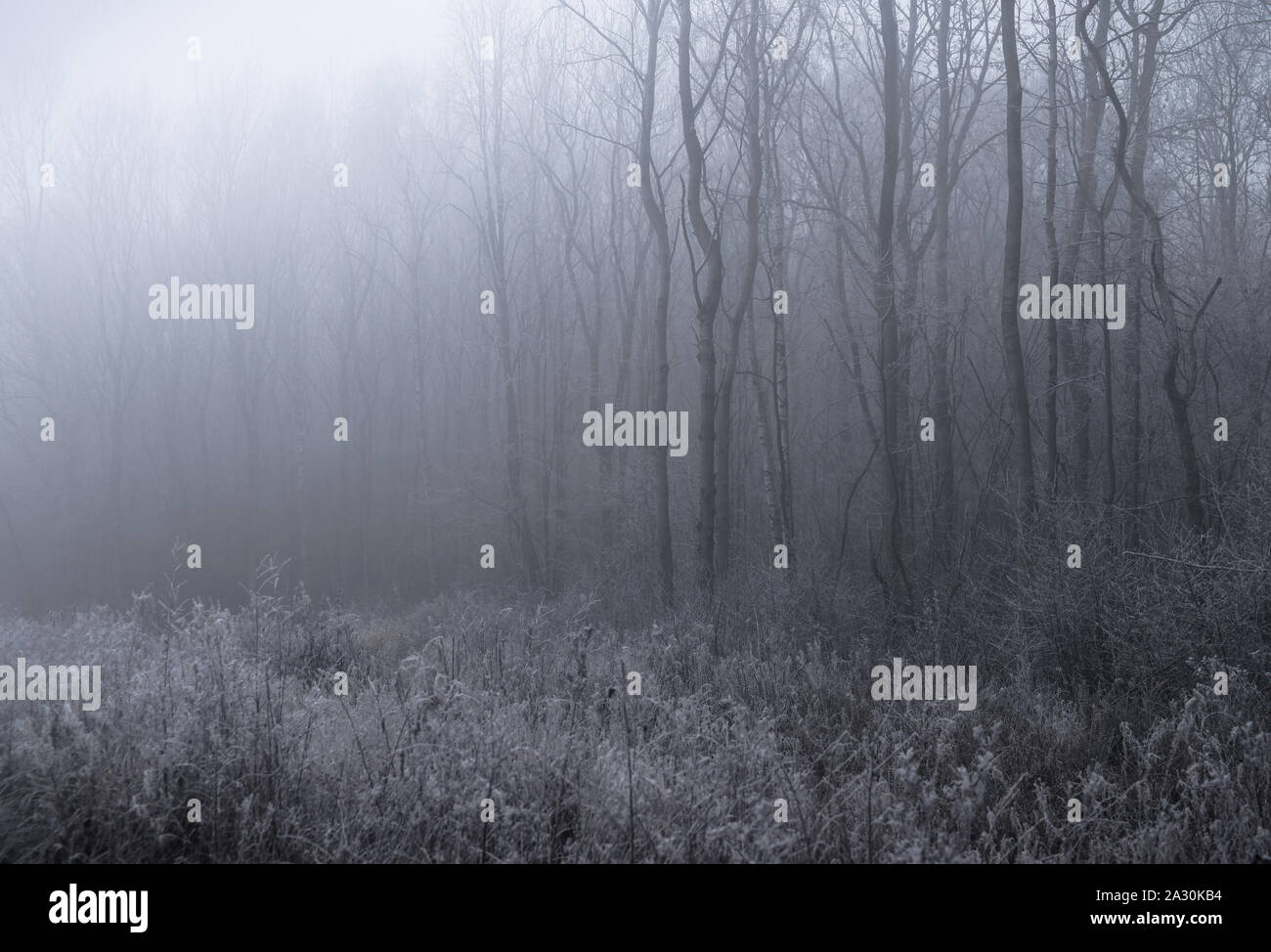 Winter in Kalk Holz, Forstwirtschaft, Frost. Stockfoto