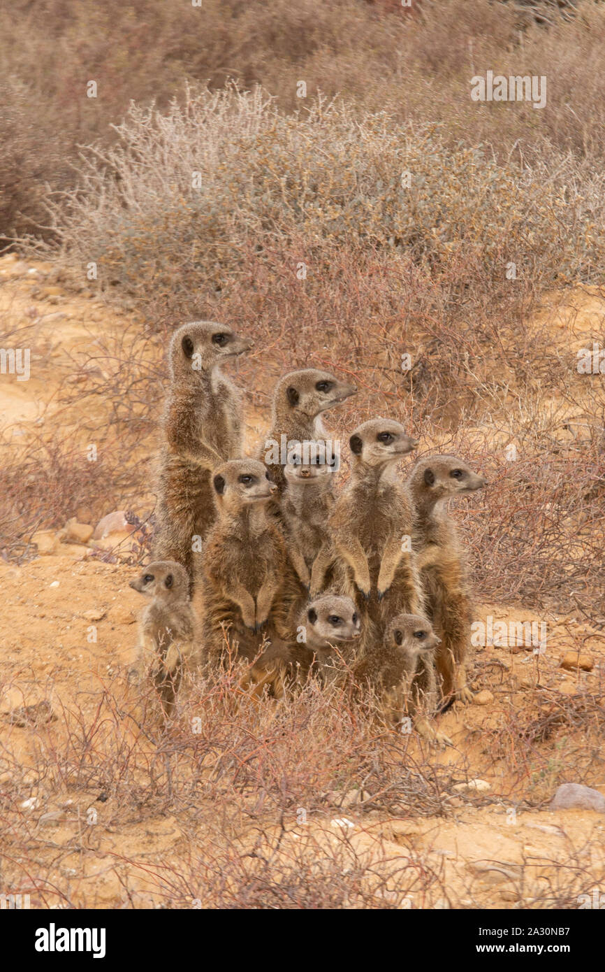 Eine Familie von Erdmännchen-Suricata suricatta - durch ihren Bau in der Morgendämmerung; Oudsthoorn, die Karoo, Südafrika Stockfoto