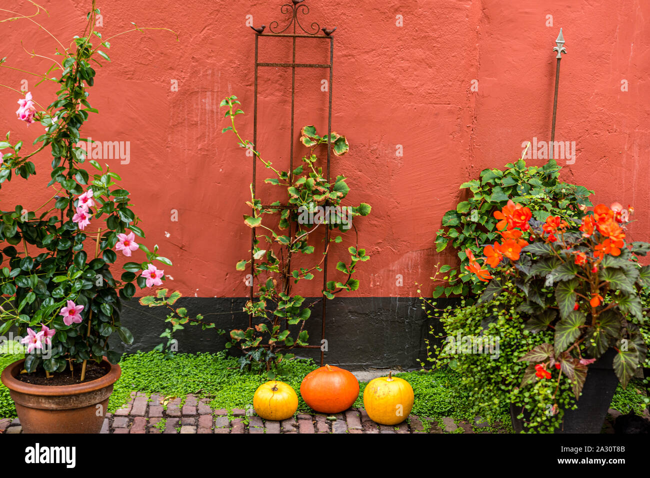 Romantische Szene mit orangefarbenen und gelben Kürbisse zwischen Orange und Rosa Blumen auf den grünen Pflanzen alle gegen eine gestrichene Betonwand in brique und Stockfoto