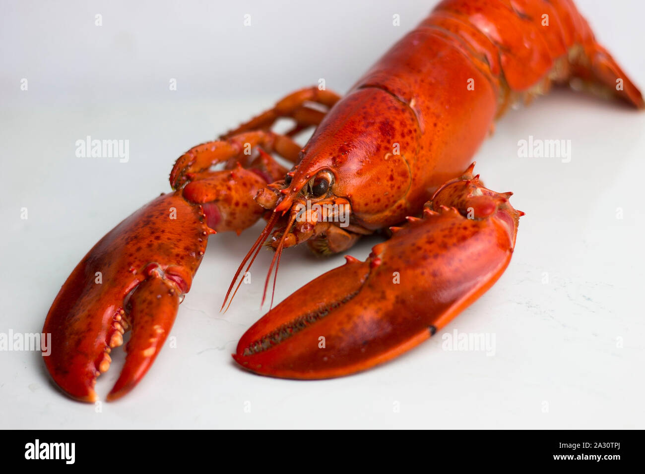 Ganze Red Lobster bereit zu essen. Stockfoto