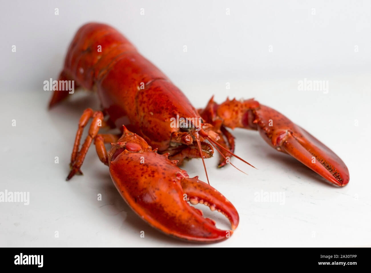 Ganze Red Lobster bereit zu essen. Stockfoto