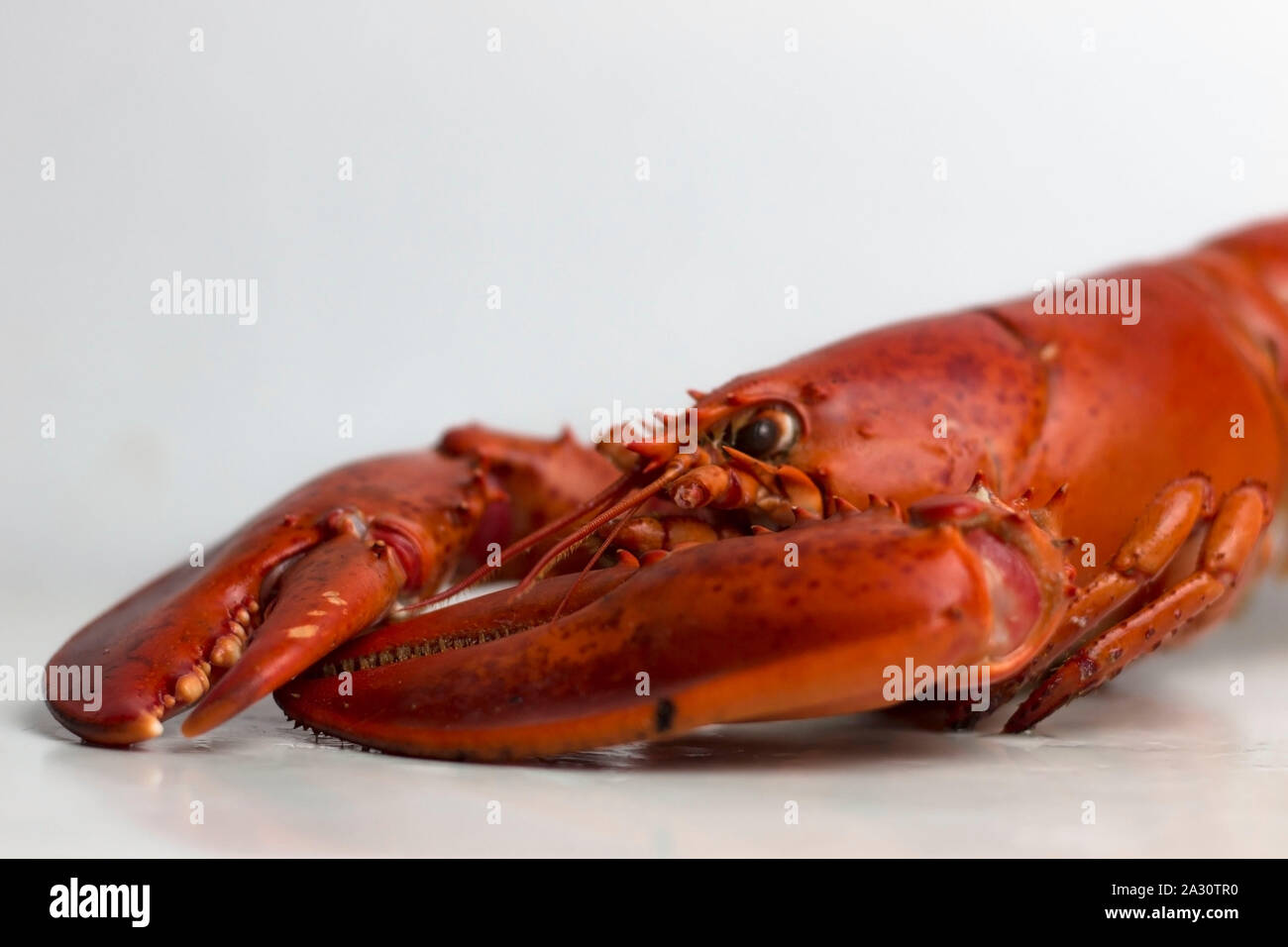 Ganze Red Lobster bereit zu essen. Stockfoto