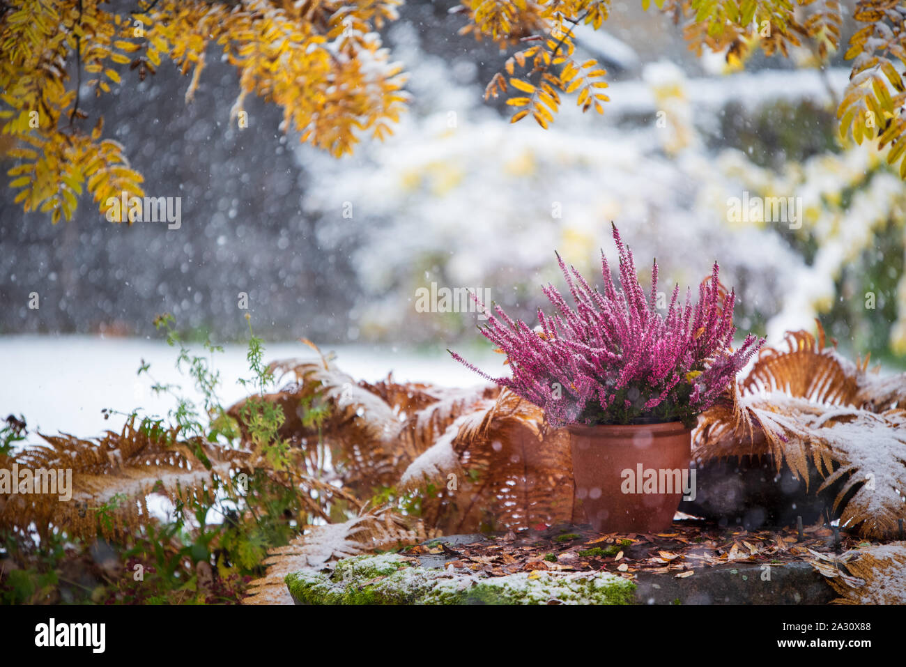 Purple Heather, Calluna vulgaris, in Flower Pot unter verdorrte Ostrich fern unter Gelb rowan Blätter, Winter Schneefall im Garten Stockfoto