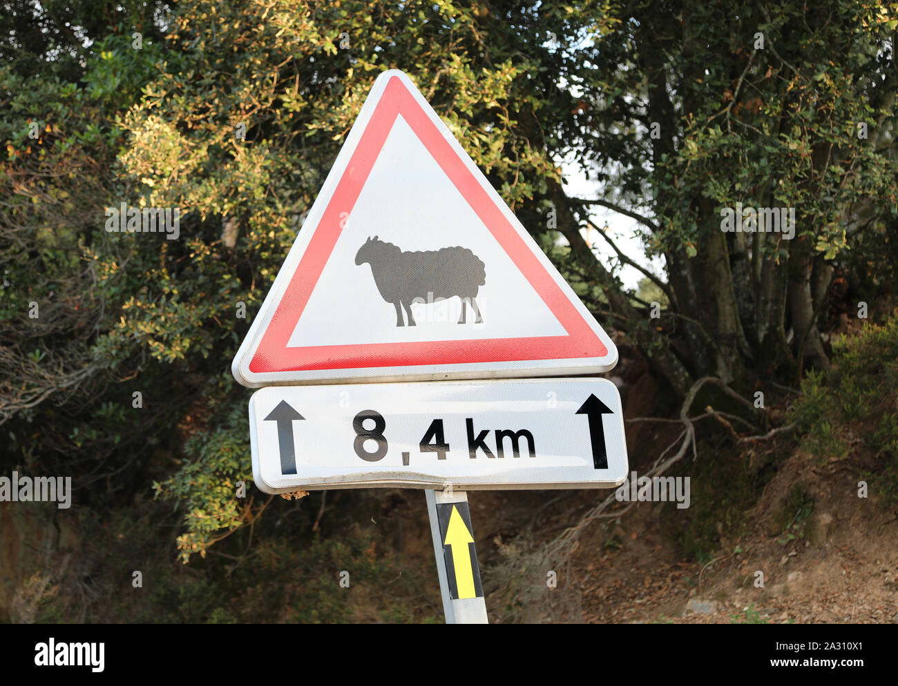 Schild mit Form der Schafe auf der Straße Stockfoto