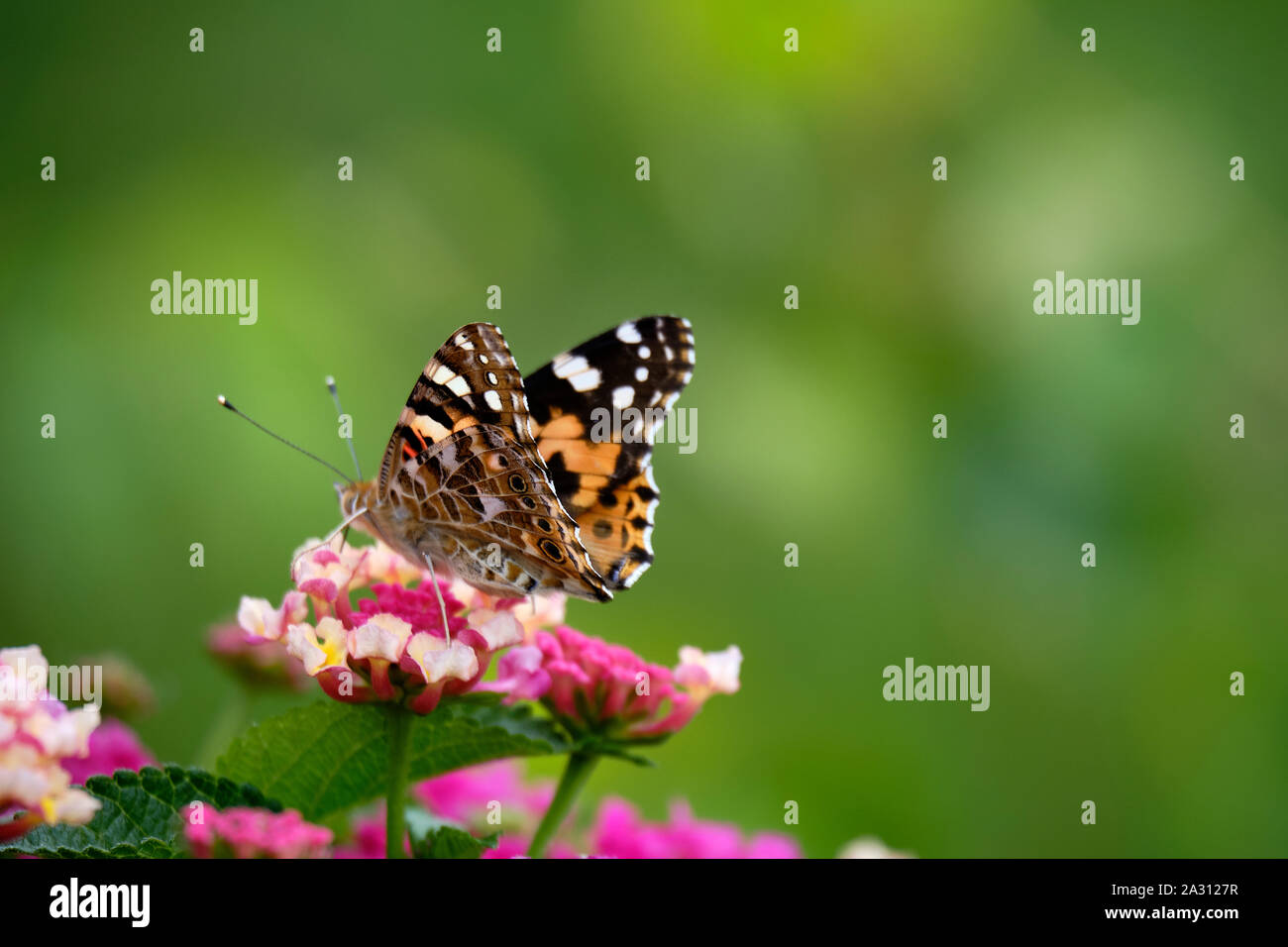 Nahaufnahme eines Schmetterlings auf einem bunten Aufblühen einer Blume beim Essen vor einem grünen Hintergrund verschwommen verschwommen Stockfoto