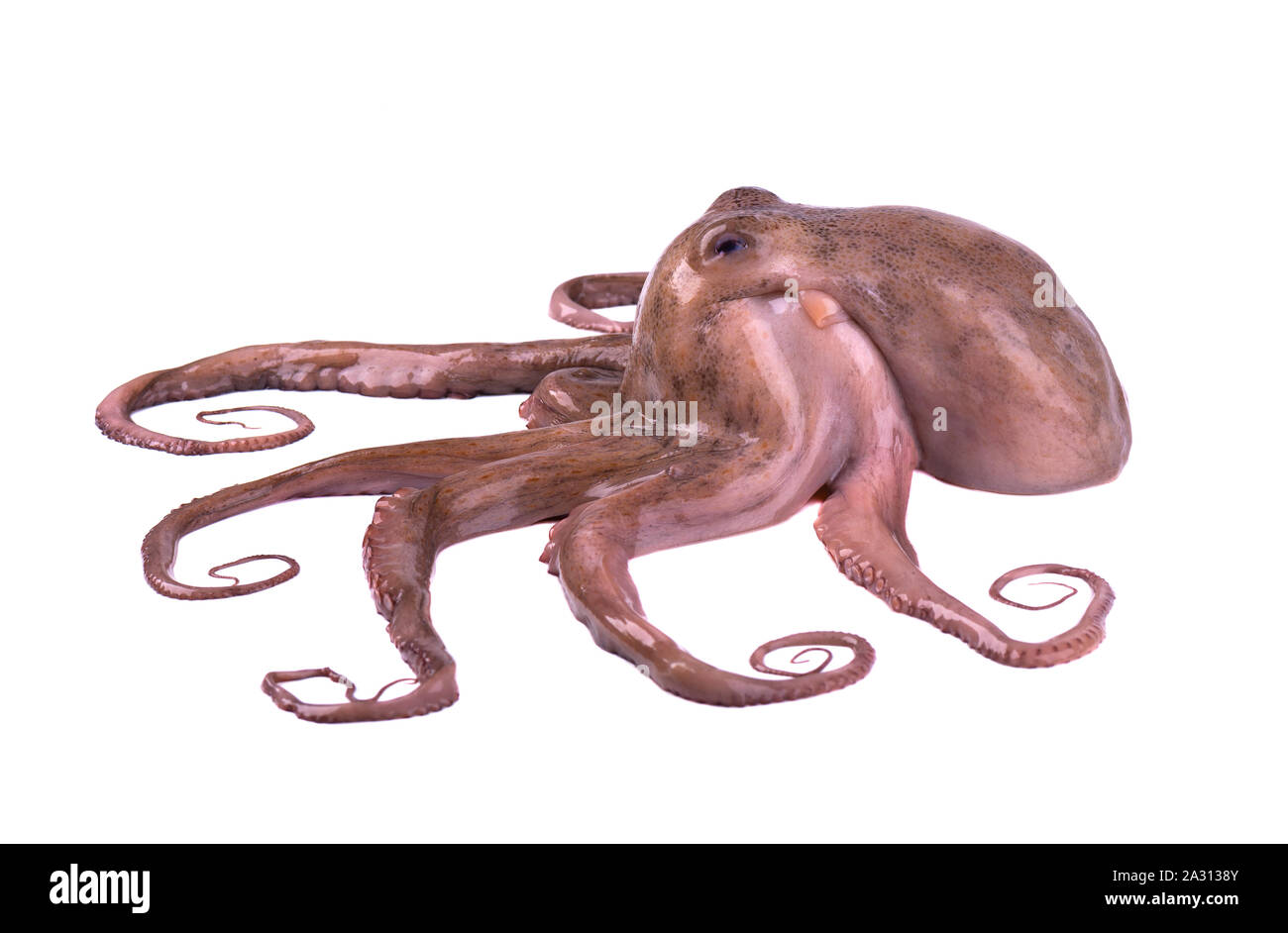 Octopus isoliert auf weißem Hintergrund. Frische octopus Tentakeln isoliert Stockfoto