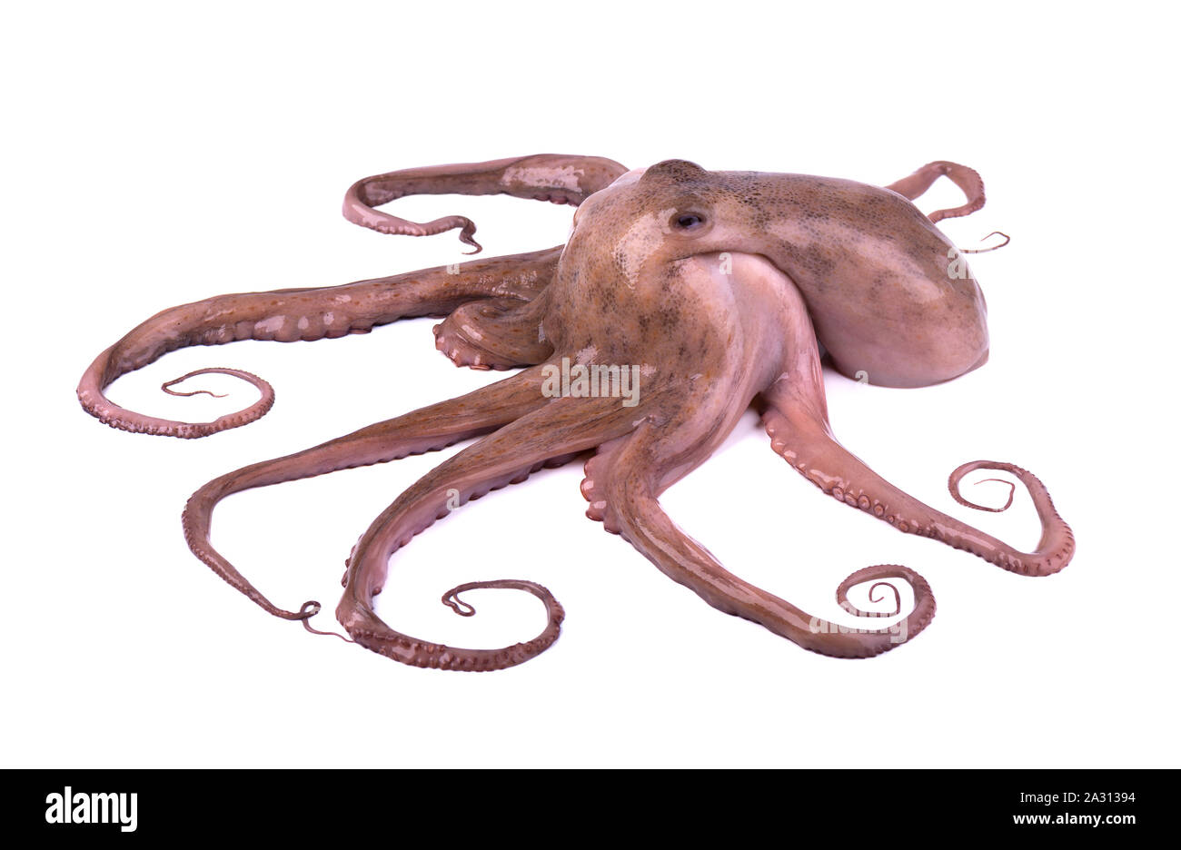 Octopus isoliert auf weißem Hintergrund. Frische octopus Tentakeln isoliert Stockfoto
