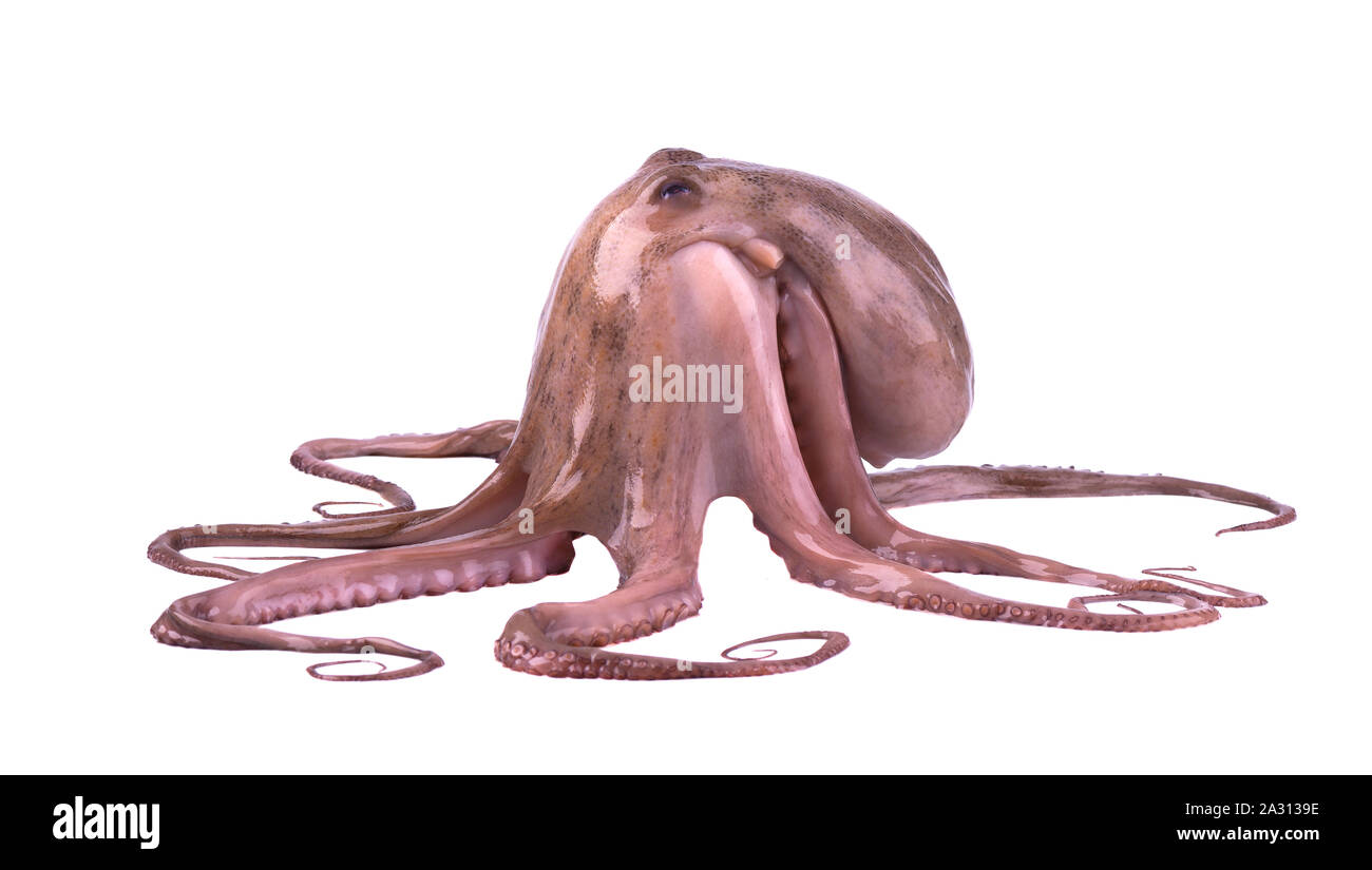 Frische Octopus auf weißem Hintergrund. Frische octopus Tentakeln isoliert. Stockfoto