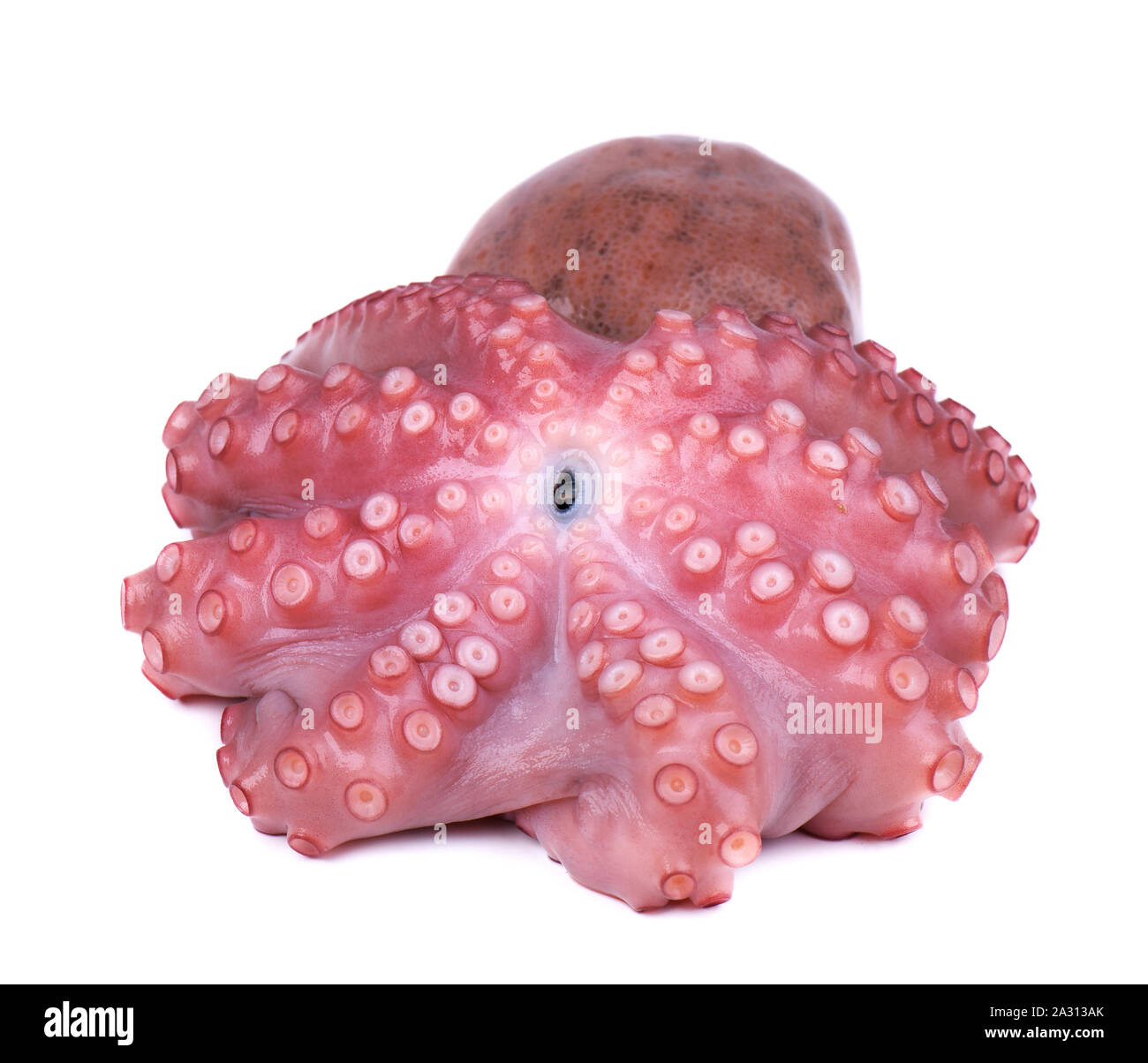 Octopus isoliert auf weißem Hintergrund. Octopus Tentakel. Stockfoto