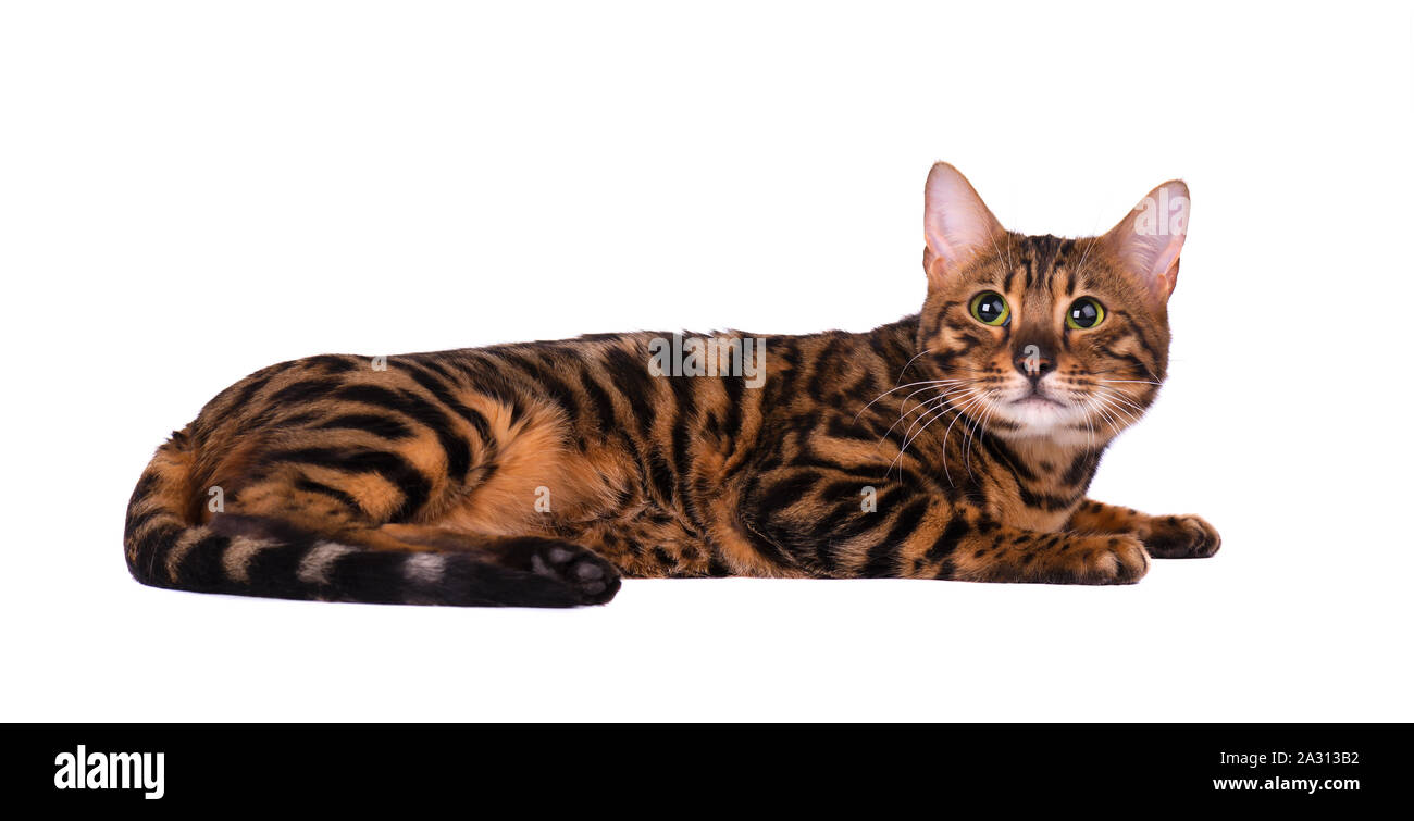 Portrait von Bengal Katze, auf weißem Hintergrund Stockfoto