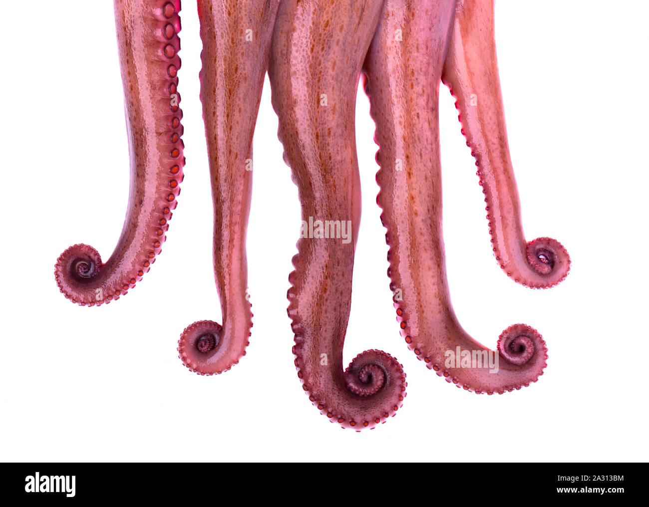 Tentakeln der Octopus auf weißem Hintergrund Stockfoto