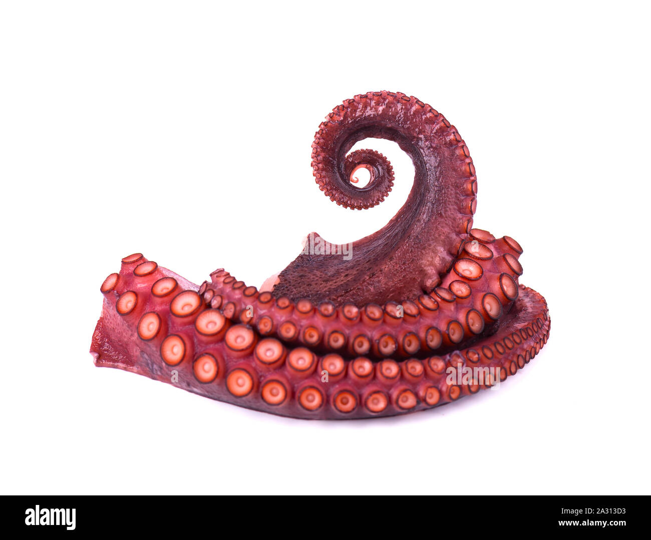 Tentakeln der Octopus auf weißem Hintergrund Stockfoto