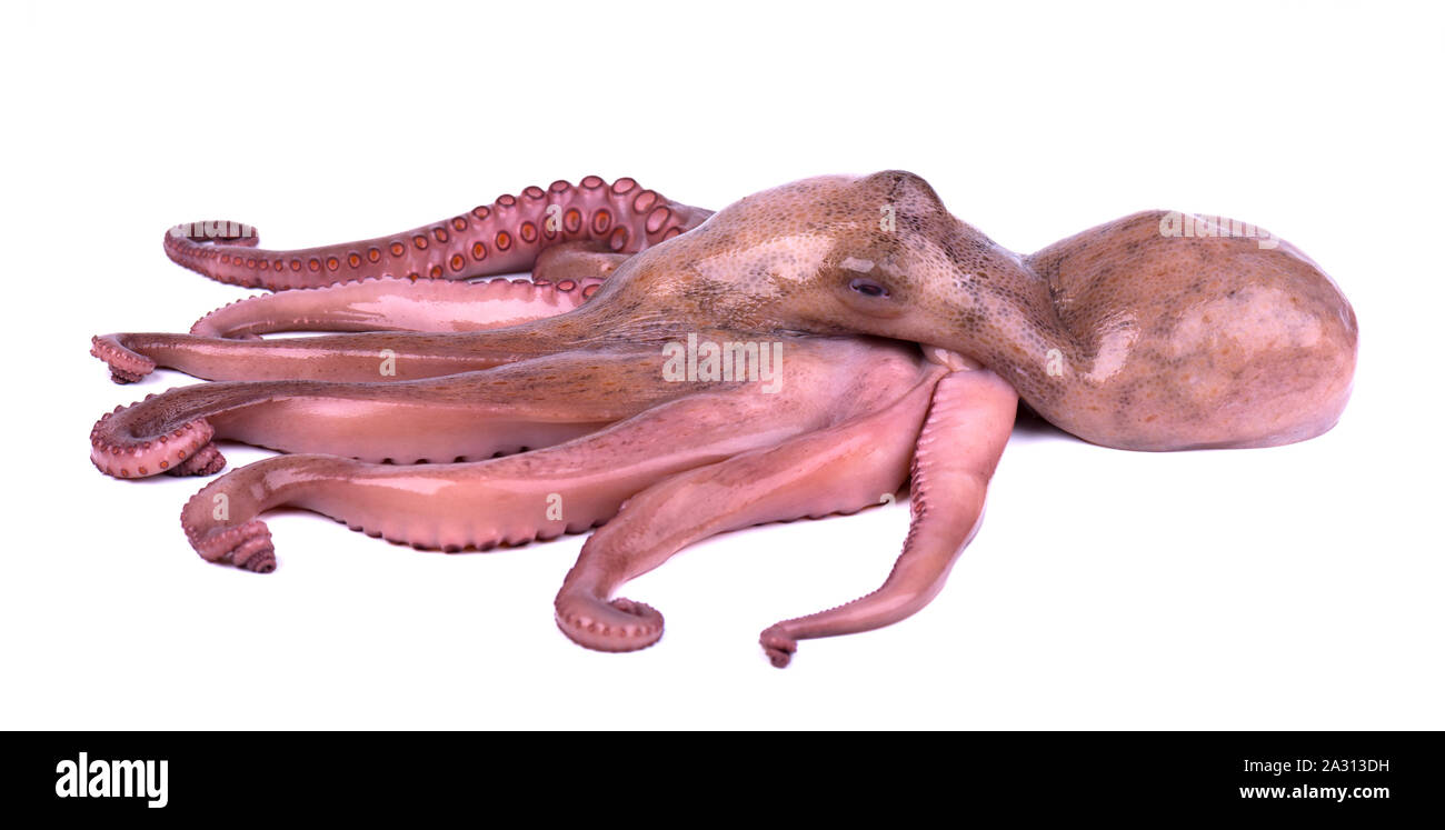 Frische Octopus auf weißem Hintergrund. Frische octopus Tentakeln isoliert. Stockfoto