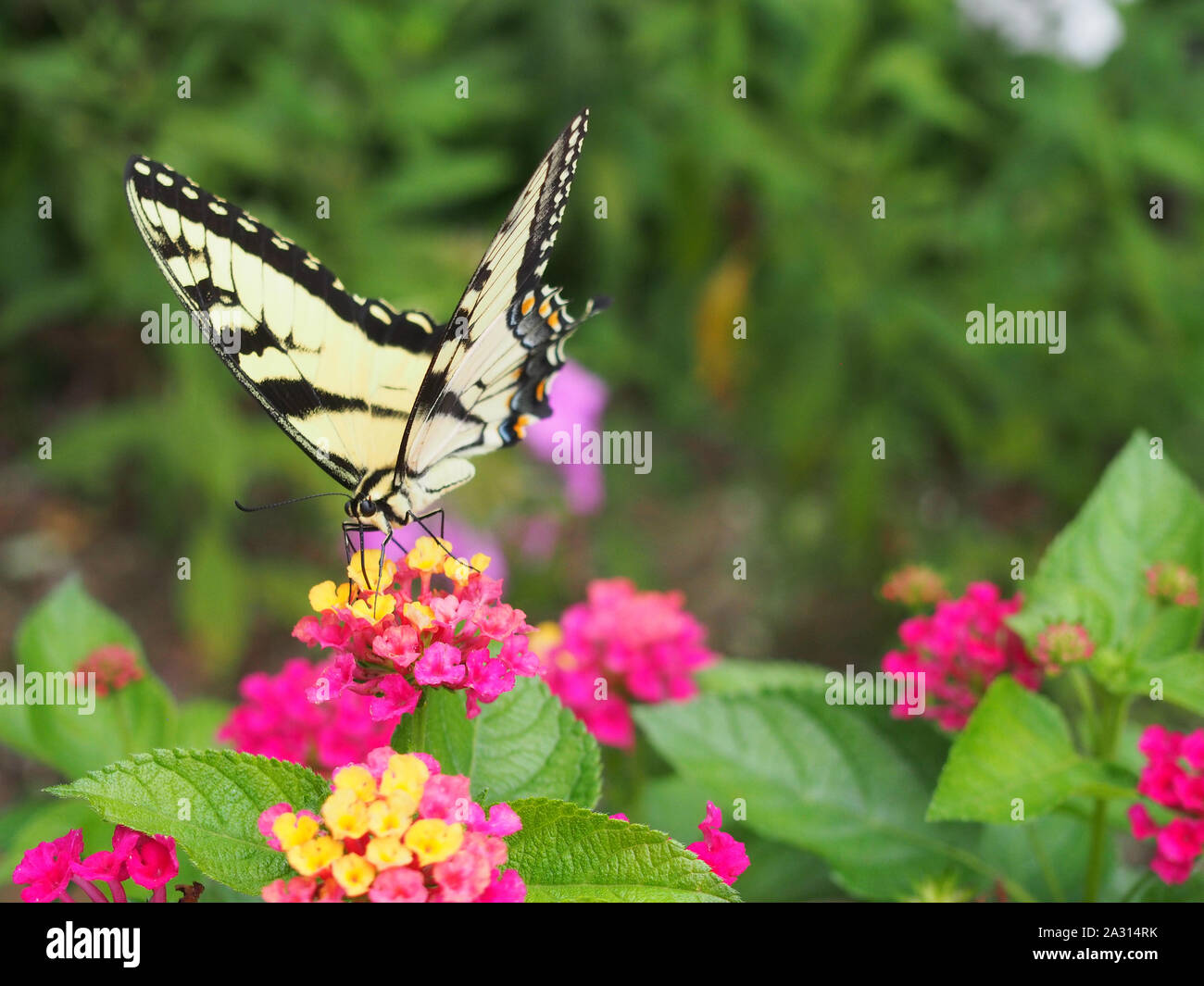 Weibliche Eastern Tiger Swallowtail Butterfly, Indiana, USA, Juli 29, 2019, © katharine Andriotis Stockfoto