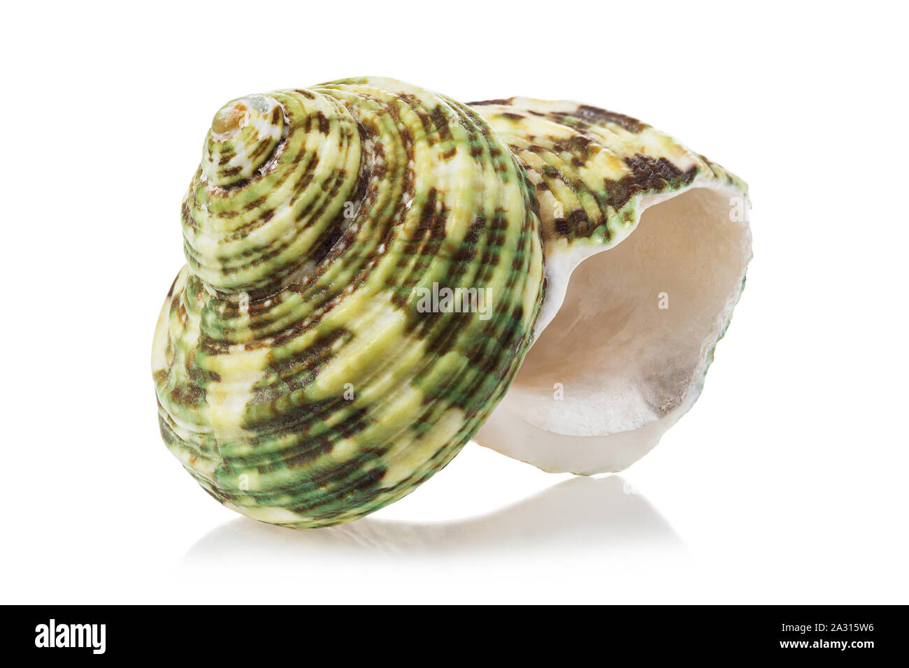 Sea Shell mit Grün auf einem weißen Hintergrund. Stockfoto