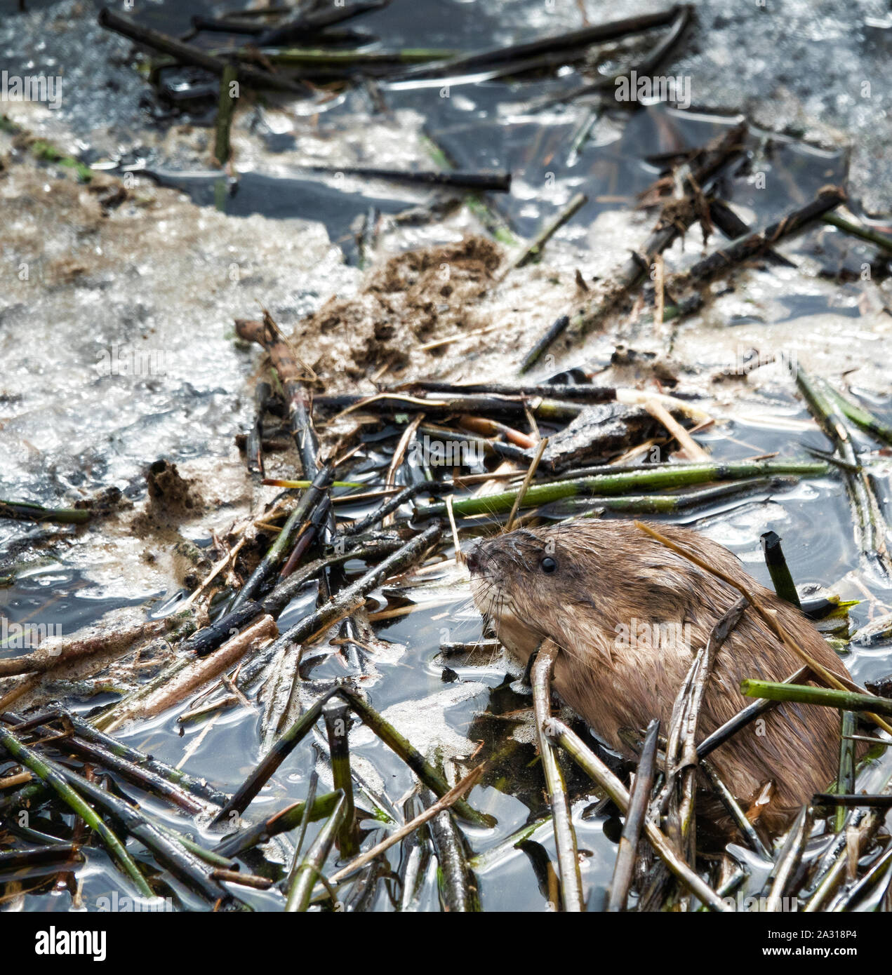Bisamratte wachte im Frühjahr und tauchte auf der schmutzigen schmilzt das Eis unter den gebrochene Stimmzungen (stehendes Wasser) Stockfoto