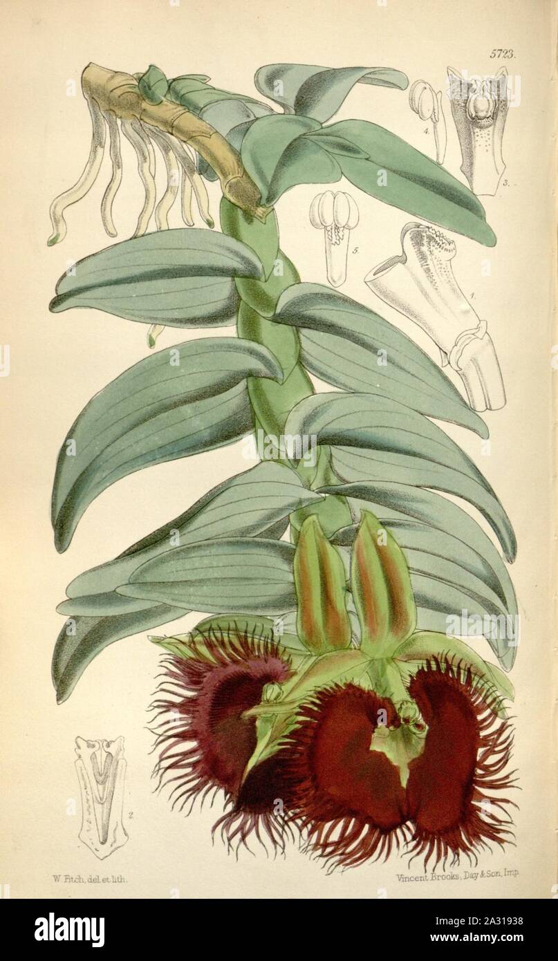 Epidendrum medusae oder Nanodes medusae - Curtis '94 (Ser. 3 Nr. 24) pl. 5723 (1868). Stockfoto