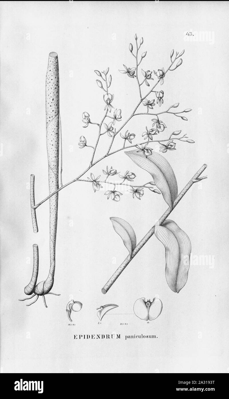 Epidendrum paniculosum-Fl. Br. 3-5-043. Stockfoto