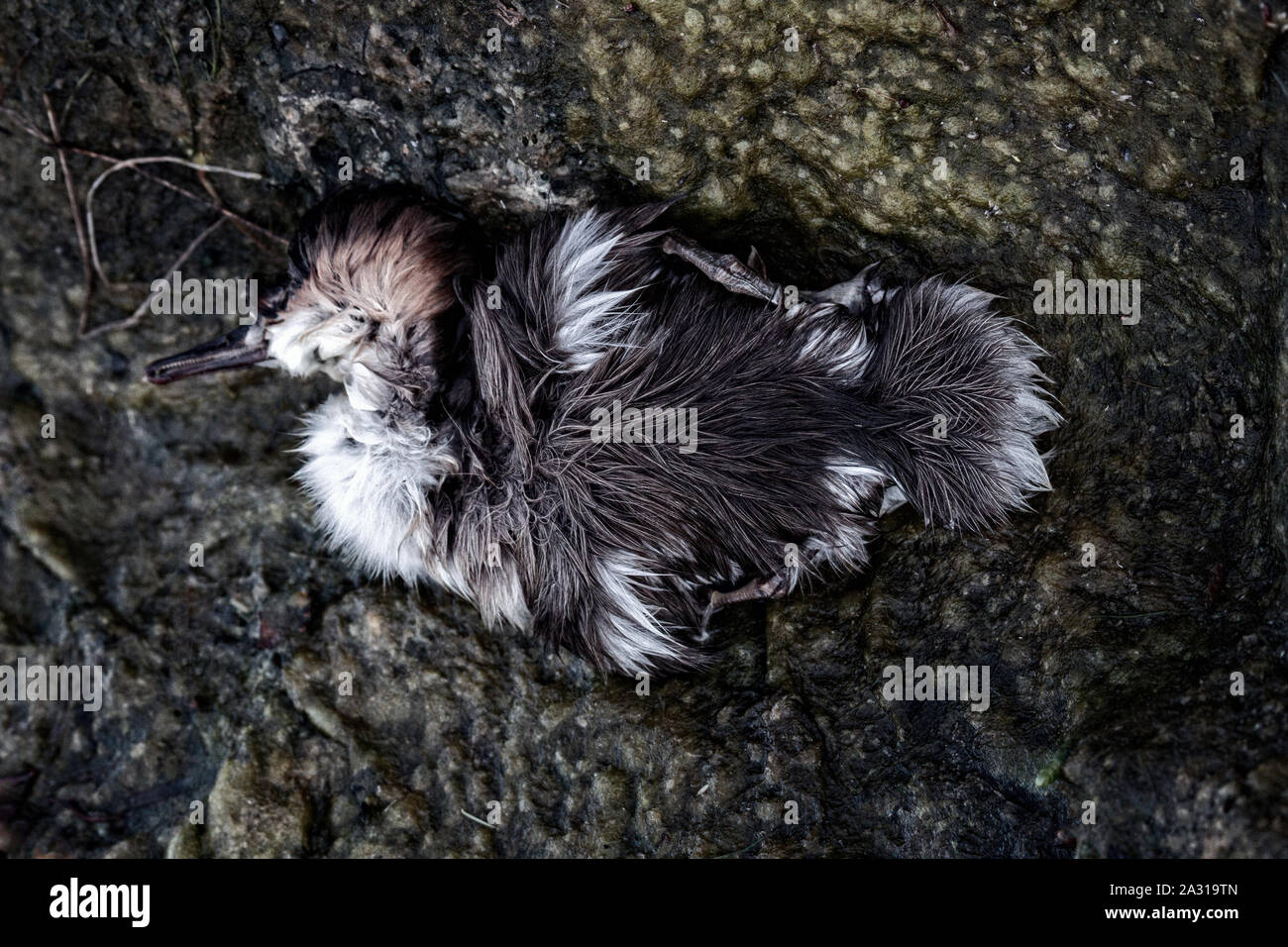 Die entlein, verloren Birdy merganser Enten. Vielleicht Küken gestorben, weil der Wasserverschmutzung, Vergiftung von Tieren Stockfoto